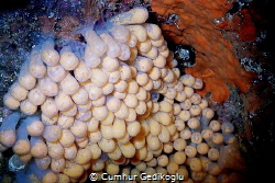 Charonia tritonis variegata eggs by Cumhur Gedikoglu 